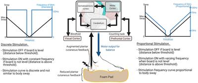 Proportional sway-based electrotactile feedback improves lateral standing balance